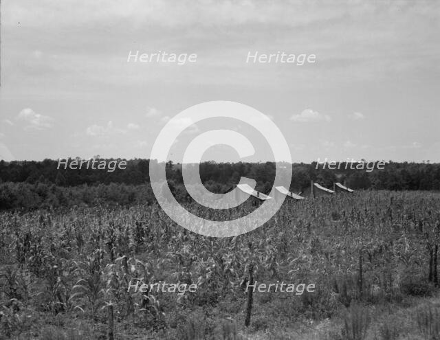 Cabins in the corn, South Georgia, 1937. Creator: Dorothea Lange.