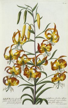 American Turkscap Lily, c. 1740 (hand coloured engraving). Creator: "Georg Dionysius Ehret (1710 - 70); Ehret, Georg Dionysius (1710-1770)".