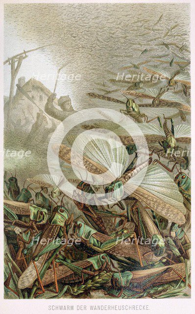 A Swarm of Locusts, from Brehms Tierleben, pub. 1860's (colour lithograph) , 1860. Creator: German School (19th Century).