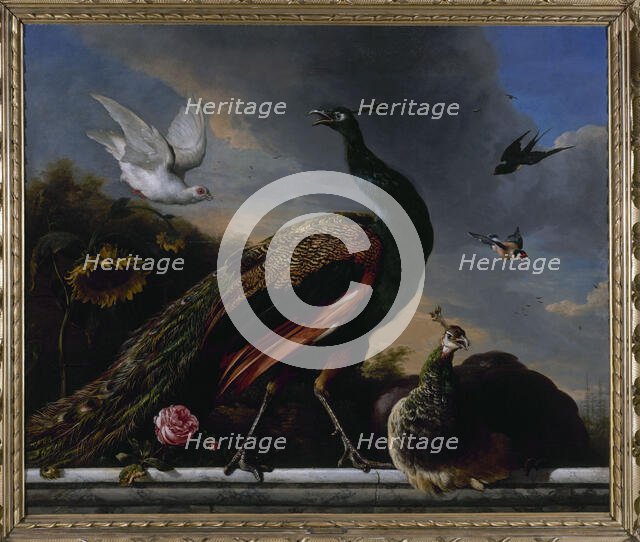 Peacocks, male and female, 1681. Creator: Melchior d'Hondecoeter.