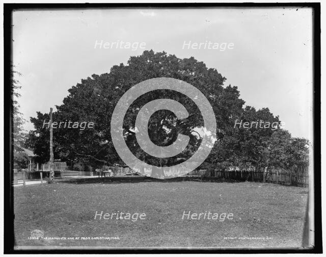 The Mammoth oak at Pass Christian, Miss., c1901. Creator: Unknown.