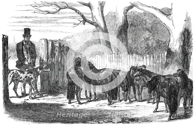 Shetland Ponies purchased for the Pacha of Egypt, 1850. Creators: Harrison Weir, Benjamin Herring.