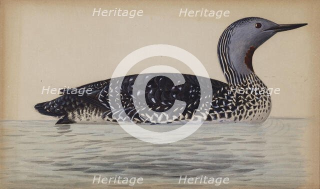 Red-Throated Diver, 1820-1868. Creator: Magnus von Wright.
