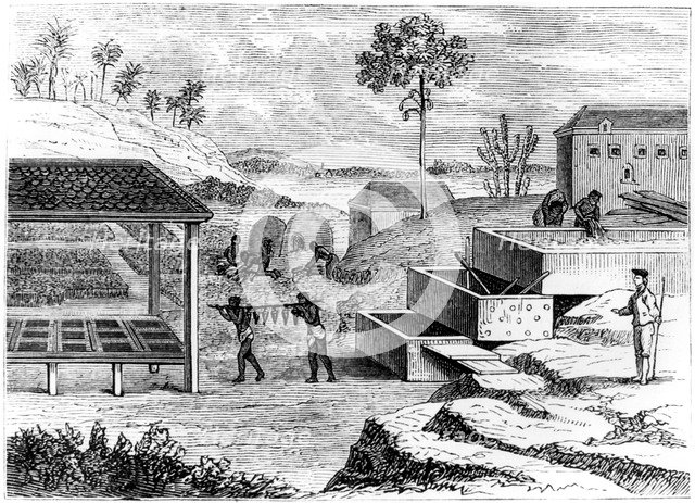 Preparing indigo, Santo Domingo, 1873. Artist: Unknown