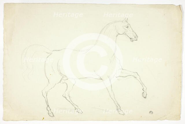 Stallion, n.d. Creator: Abraham Cooper.