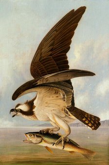 Osprey and Weakfish, 1829. Creator: John James Audubon.