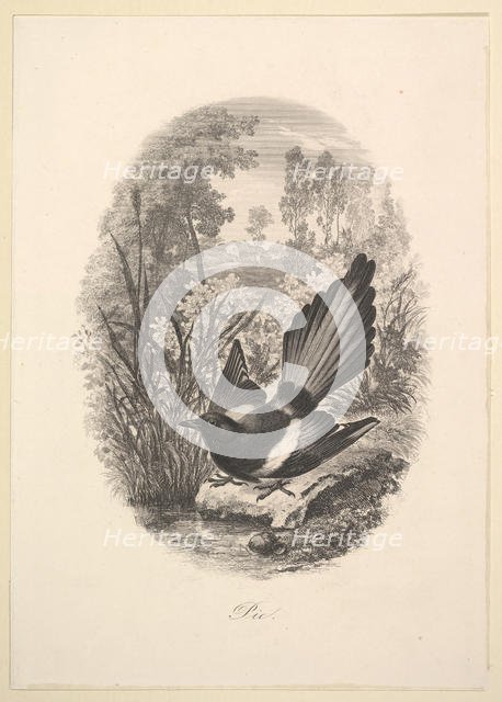 Magpie, 1843. Creator: Charles Francois Daubigny.