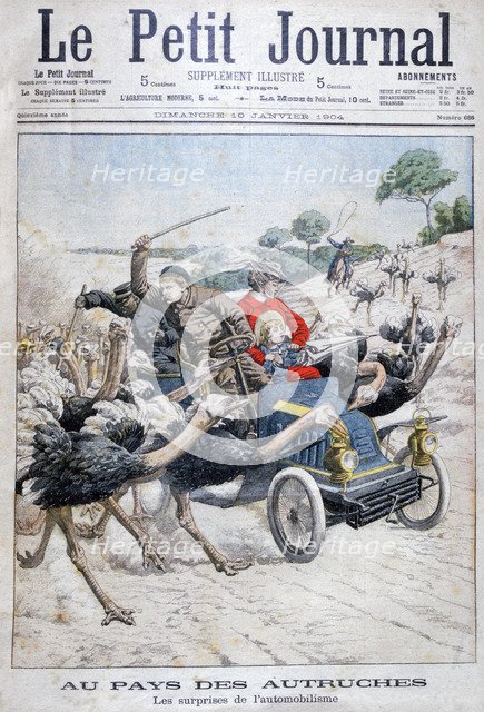 Ostriches attacking a car, California, USA, 1904. Artist: Unknown