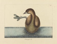 The Pied-billed Dobchick (Colymbus podiceps), published 1731-1743. Creator: Mark Catesby.