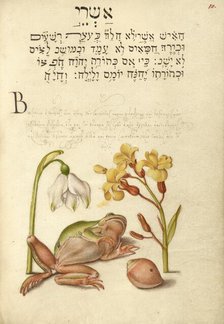 Spring Snowflake, Tree Frog, Wallflower, and Marine Mollusk, 1561-1562; illumination added 1591-1596 Creator: Joris Hoefnagel.