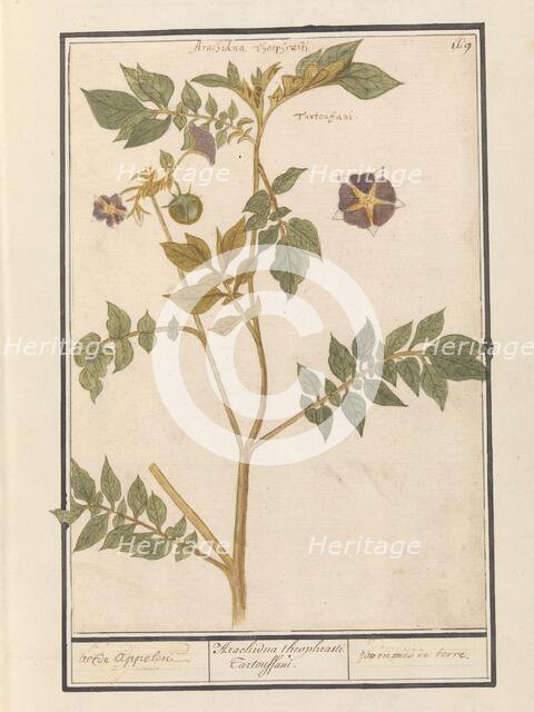 Potato (Solanum Tuberosum), 1596-1610. Creators: Anselmus de Boodt, Elias Verhulst.