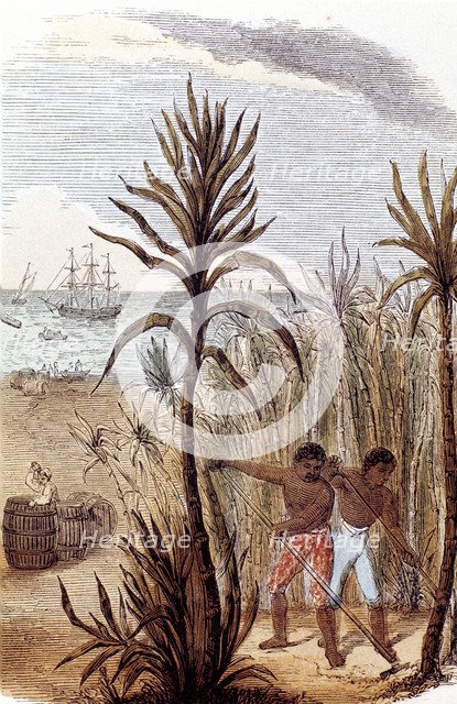 Slaves cultivating sugar cane in the West Indies, 1852. Artist: Unknown