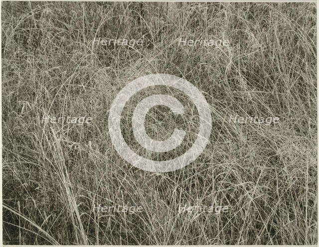 Grass, 1933. Creator: Alfred Stieglitz.