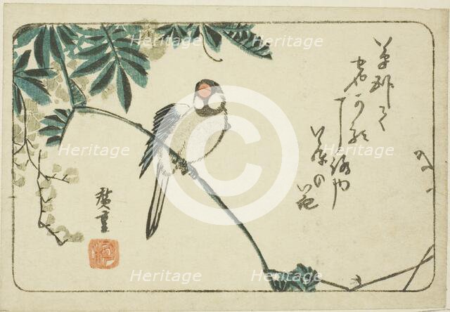 Sparrow and wisteria, n.d. Creator: Ando Hiroshige.