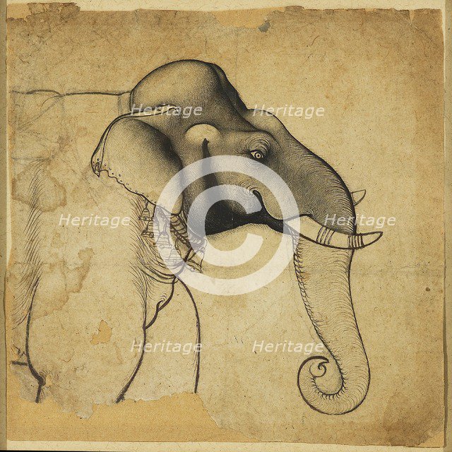 Head of an elephant, 1700-1710. Artist: Unknown.