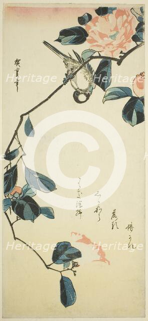 Bullfinch on camellia branch, early 1830s. Creator: Ando Hiroshige.