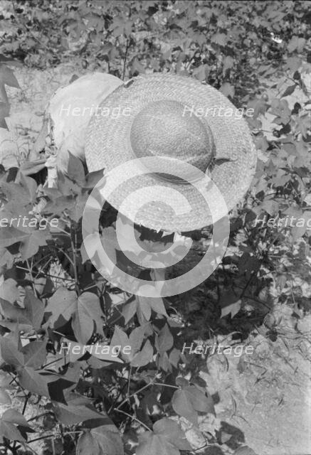 Lucille Burroughs picking cotton, Hale County, Alabama, 1936. Creator: Walker Evans.