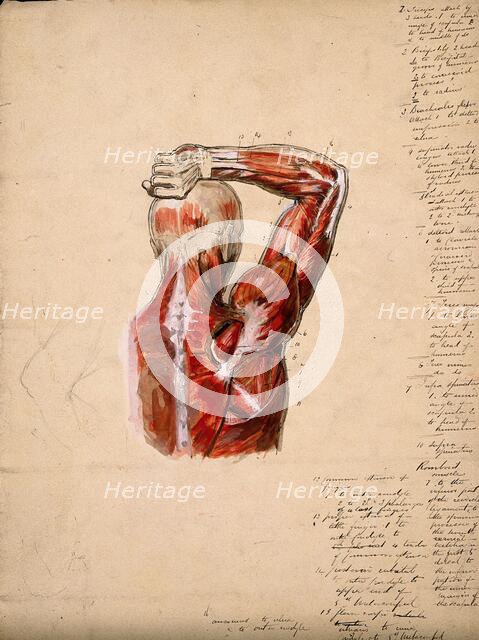 Muscles of the arm, shoulder and chest, back view: male écorché figure holding right..., 1800-1899. Creator: Unknown.