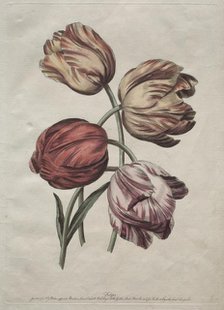 Eight Beautiful Groups of Natural Flowers in Outlines by de la Cour: Tulips, c. 1770. Creator: Robert Sayer (British).