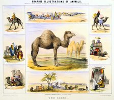 'The Camel', c1850. Artist: Benjamin Waterhouse Hawkins
