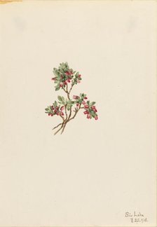 Low Whortleberry (Vaccinium caespitosum), 1918. Creator: Mary Vaux Walcott.