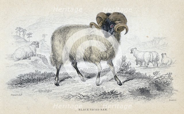 'Black Faced Ram', mid 19th century. Artist: William Home Lizars