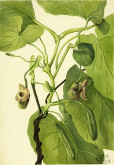 Dutchman's Pipe, 1934. Creator: Mary Vaux Walcott.