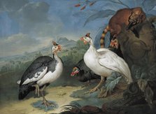 Guinea fowl and coati, 1722. Creator: Philipp Ferdinand de Hamilton.