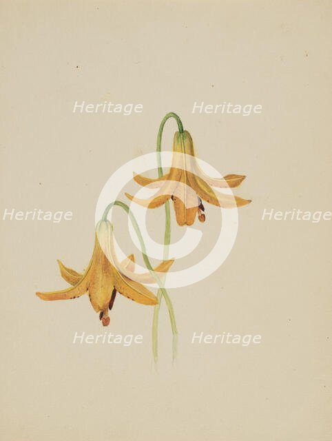 (Untitled--Flower Study), ca. 1876-1878. Creator: Mary Vaux Walcott.