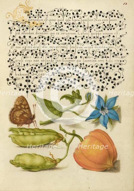 Speckled Wood, Talewort, Garden Pea, and Lantern Plant, 1561-1562; illumination added 1591-1596. Creator: Joris Hoefnagel.