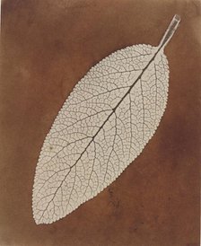 Leaf Study, 1839/1840. Creator: William Henry Fox Talbot.
