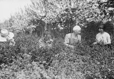 Picking worms from plants, Belmont girls farm, between c1910 and c1915. Creator: Bain News Service.