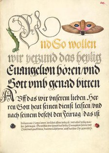 Horntail Caterpillar, Eyed Hawk-Moth, Beetle, Two-Spot Ladybird, 1561-1562; illumination added 1591- Creator: Joris Hoefnagel.