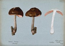 Fawn pluteus fungus (Pluteus cervinus): three fruiting bodies, one sectioned, 1904. Creator: Cecil Henry Spencer Perceval.