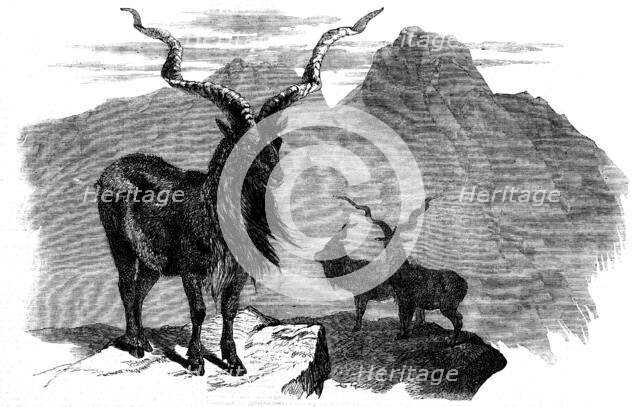 The Markore (Capra megaceros), 1858. Creator: Unknown.