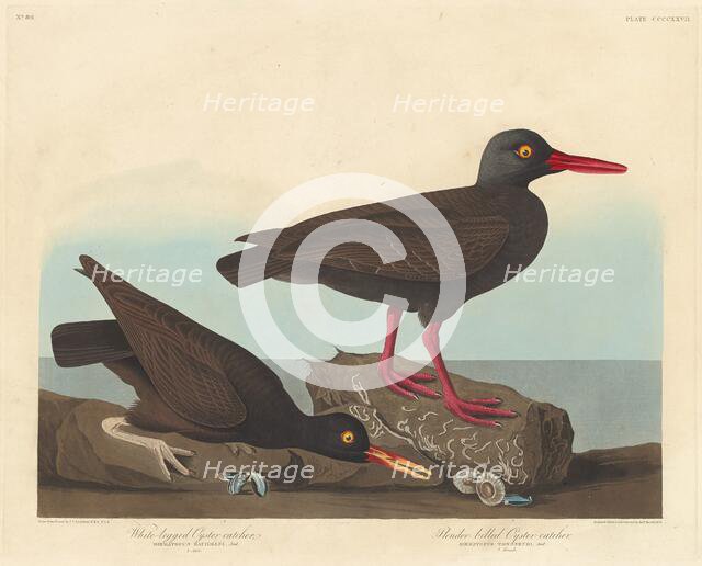 White-Legged Oyster-Catcher and Slender-Billed Oyster-Catcher, 1838. Creator: Robert Havell.