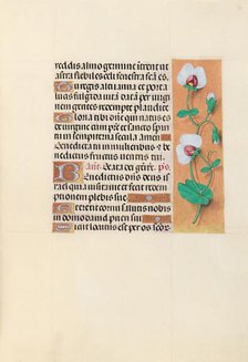 Hours of Queen Isabella the Catholic, Queen of Spain: Fol. 123r, c. 1500. Creator: Master of the First Prayerbook of Maximillian (Flemish, c. 1444-1519); Associates, and.