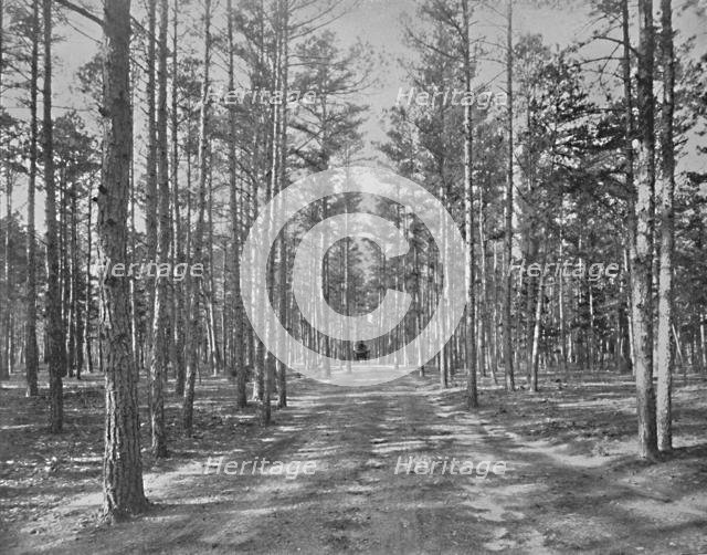 'Drive in Piney Wods Park, Lakewood, New Jersey', c1897. Creator: Unknown.