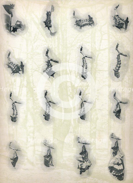 'The Evolution of a Caterpillar',  c1910, (1911). Artist: Alfred Harold Bastin.