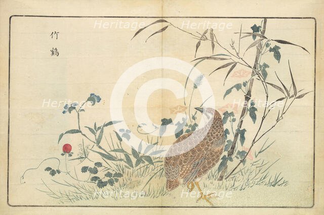 Illustration from "Pictures of Imported Birds", 1790. Creator: Kitao, Masayoshi (1764-1824).