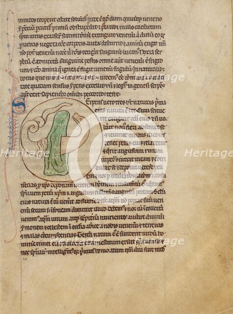 A Snake; Northumberland Bestiary, about 1250-1260. Creator: Unknown.
