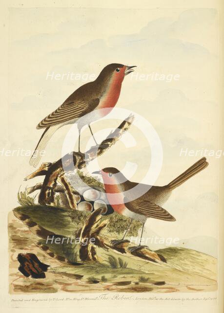 Two Robins with their nest, full of eggs, 1791.  Creator: Unknown.