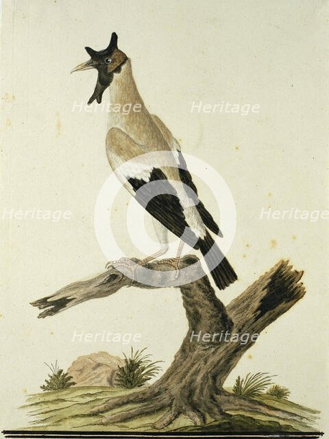 Creatophora cinerea (Wattled starling), 1777-1786. Creator: Robert Jacob Gordon.