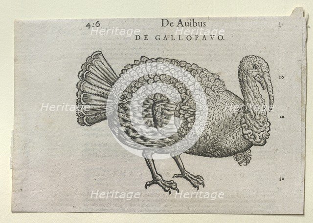 A Turkey, 16th or 17th century. Artist: Unknown.