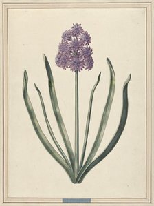 Hyacinth (Charmante Violet), 1735. Creator: F. Wijandt.