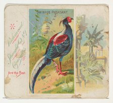 Swinhoe Pheasant, from Birds of the Tropics series (N38) for Allen & Ginter Cigarettes, 1889. Creator: Allen & Ginter.