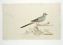Oena capensis (Namaqua dove), 1777-1786. Creator: Robert Jacob Gordon.
