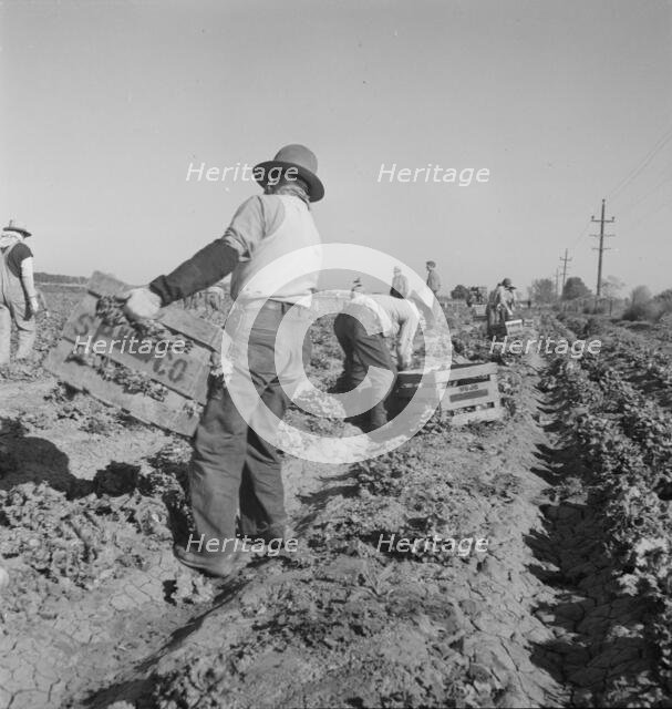 Filipino crew of fifty-five boys cutting and loading lettuce, Imperial Valley, California, 1937. Creator: Dorothea Lange.