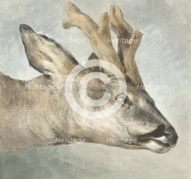 Head of a Roebuck, c.1800. Creator: Wybrand Hendriks.