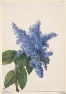 California Lilac (Ceanothus thyrsiflorus), 1935. Creator: Mary Vaux Walcott.